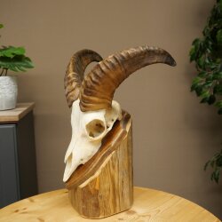 Mufflon (Ovis gmelini musimon) Widder kleines Geweih Schädeltrophäe HL 26 cm auf Trophäenschild 82.1.152