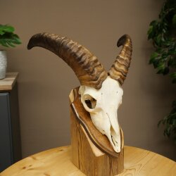 Mufflon (Ovis gmelini musimon) Widder kleines Geweih Schädeltrophäe HL 26 cm auf Trophäenschild 82.1.152