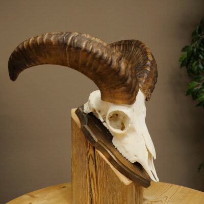 Mufflon (Ovis gmelini musimon) Widder Geweih Schädeltrophäe HL 35,5 cm auf Trophäenschild 82.1.153