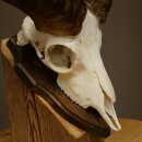 Mufflon (Ovis gmelini musimon) Widder Geweih Schädeltrophäe HL 35,5 cm auf Trophäenschild 82.1.153