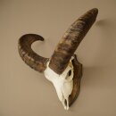 Muflone (Ovis gmelini musimon) – Corna di ariete...