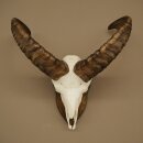 Mufflon (Ovis gmelini musimon) Widder Geweih Schädeltrophäe HL 35,5 cm auf Trophäenschild 82.1.153