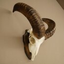 Mufflon (Ovis gmelini musimon) Widder Geweih Schädeltrophäe HL 35,5 cm auf Trophäenschild 82.1.153
