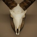 Mufflon (Ovis gmelini musimon) Widder Geweih Schädeltrophäe HL 35,5 cm auf Trophäenschild 82.1.153