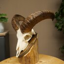 Mufflon (Ovis gmelini musimon) Widder Geweih Schädeltrophäe HL 35,5 cm auf Trophäenschild 82.1.153