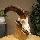 Mufflon (Ovis gmelini musimon) Widder Geweih Schädeltrophäe HL 35,5 cm auf Trophäenschild 82.1.153