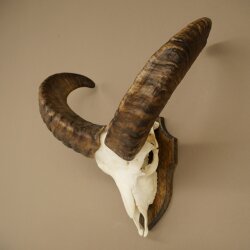 Mufflon (Ovis gmelini musimon) Widder Geweih Schädeltrophäe HL 35,5 cm auf Trophäenschild 82.1.153