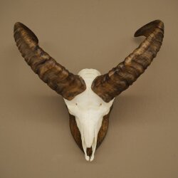 Mufflon (Ovis gmelini musimon) Widder Geweih Schädeltrophäe HL 35,5 cm auf Trophäenschild 82.1.153