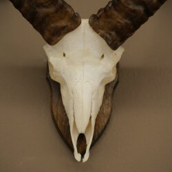 Mufflon (Ovis gmelini musimon) Widder Geweih Schädeltrophäe HL 35,5 cm auf Trophäenschild 82.1.153