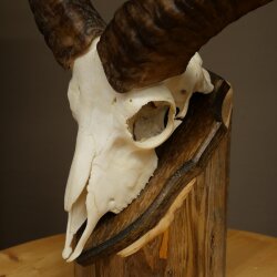 Mufflon (Ovis gmelini musimon) Widder Geweih Schädeltrophäe HL 35,5 cm auf Trophäenschild 82.1.153