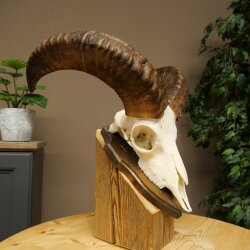 Mufflon (Ovis gmelini musimon) Widder Geweih Schädeltrophäe HL 35,5 cm auf Trophäenschild 82.1.153