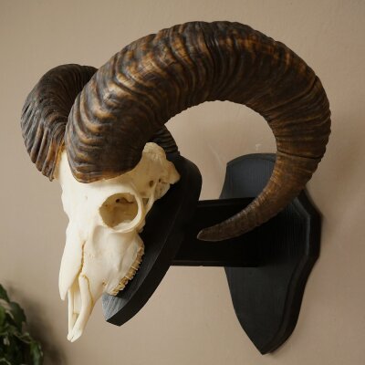 Mufflon (Ovis gmelini musimon) Ram met gewei, schedeltrofee HL 64,5 cm op trofeeschild 82.1.154