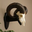 Mufflon (Ovis gmelini musimon) Widder Geweih...