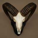 Mufflon (Ovis gmelini musimon) Ram met gewei, schedeltrofee HL 64,5 cm op trofeeschild 82.1.154