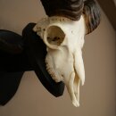 Mufflon (Ovis gmelini musimon) Ram met gewei, schedeltrofee HL 64,5 cm op trofeeschild 82.1.154