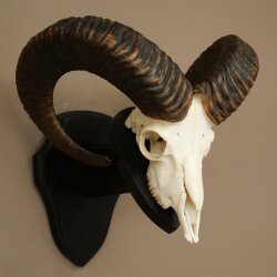Mufflon (Ovis gmelini musimon) Ram met gewei, schedeltrofee HL 64,5 cm op trofeeschild 82.1.154