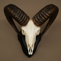 Mufflon (Ovis gmelini musimon) Ram met gewei, schedeltrofee HL 64,5 cm op trofeeschild 82.1.154