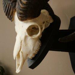 Mufflon (Ovis gmelini musimon) Ram met gewei, schedeltrofee HL 64,5 cm op trofeeschild 82.1.154