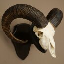 Mufflon (Ovis gmelini musimon) Widder Geweih...