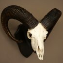 Mufflon (Ovis gmelini musimon) Widder Geweih Schädeltrophäe HL 68 cm auf Trophäenschild 82.1.155