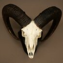 Mufflon (Ovis gmelini musimon) Widder Geweih Schädeltrophäe HL 68 cm auf Trophäenschild 82.1.155