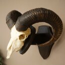 Mufflon (Ovis gmelini musimon) Widder Geweih Schädeltrophäe HL 68 cm auf Trophäenschild 82.1.155