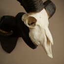 Mufflon (Ovis gmelini musimon) Widder Geweih Schädeltrophäe HL 68 cm auf Trophäenschild 82.1.155