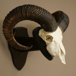 Mufflon (Ovis gmelini musimon) Widder Geweih Schädeltrophäe HL 68 cm auf Trophäenschild 82.1.155