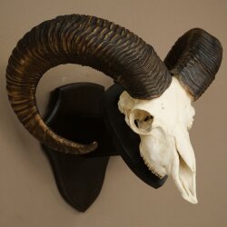Mufflon (Ovis gmelini musimon) Widder Geweih Schädeltrophäe HL 68 cm auf Trophäenschild 82.1.155
