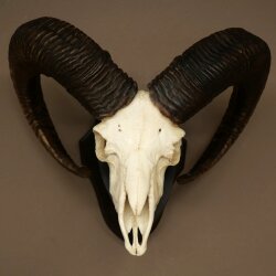 Mufflon (Ovis gmelini musimon) Widder Geweih Schädeltrophäe HL 68 cm auf Trophäenschild 82.1.155