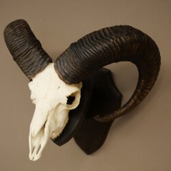 Mufflon (Ovis gmelini musimon) Widder Geweih Schädeltrophäe HL 68 cm auf Trophäenschild 82.1.155