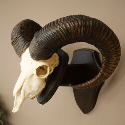Mufflon (Ovis gmelini musimon) Widder Geweih Schädeltrophäe HL 68 cm auf Trophäenschild 82.1.155