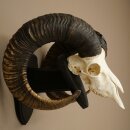 Mufflon (Ovis gmelini musimon) Widder kapitales Geweih...