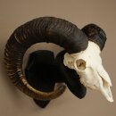 Mufflon (Ovis gmelini musimon) Widder kapitales Geweih Schädeltrophäe HL 83 cm auf Trophäenschild 82.1.156