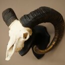 Mufflon (Ovis gmelini musimon) Widder kapitales Geweih Schädeltrophäe HL 83 cm auf Trophäenschild 82.1.156