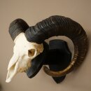 Mufflon (Ovis gmelini musimon) Widder kapitales Geweih Schädeltrophäe HL 83 cm auf Trophäenschild 82.1.156