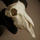 Mufflon (Ovis gmelini musimon) Widder kapitales Geweih Schädeltrophäe HL 83 cm auf Trophäenschild 82.1.156