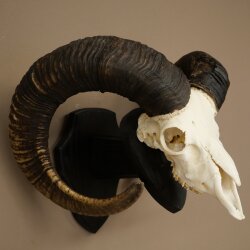 Mufflon (Ovis gmelini musimon) Widder kapitales Geweih Schädeltrophäe HL 83 cm auf Trophäenschild 82.1.156