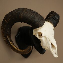 Mufflon (Ovis gmelini musimon) Widder kapitales Geweih Schädeltrophäe HL 83 cm auf Trophäenschild 82.1.156