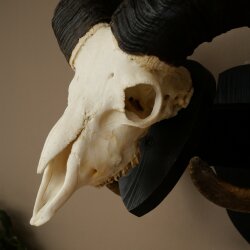 Mufflon (Ovis gmelini musimon) Widder kapitales Geweih Schädeltrophäe HL 83 cm auf Trophäenschild 82.1.156