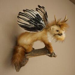 Wolpertinger Fabelwesen Marder mit Flügel Rehgeweih Bart Wolpi Präparat Höhe 52 cm