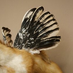 Wolpertinger Fabelwesen Marder mit Flügel Rehgeweih Bart Wolpi Präparat Höhe 52 cm