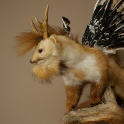 Wolpertinger Fabelwesen Marder mit Flügel Rehgeweih Bart Wolpi Präparat Höhe 52 cm