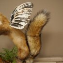 Wolpertinger, criatura mítica: martilla con alas y cuernos. Modelo disecado de Wolpi. Altura: 49 cm