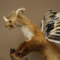 Wolpertinger, criatura mítica: martilla con alas y cuernos. Modelo disecado de Wolpi. Altura: 49 cm
