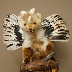 Wolpertinger, criatura mítica: martilla con alas y cuernos. Modelo disecado de Wolpi. Altura: 49 cm