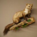 Marder Steinmarder Präparat Deko Höhe 40 cm Tierpräparat 89.5.252