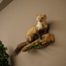 Marder Steinmarder Präparat Deko Höhe 40 cm Tierpräparat 89.5.252