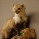 Marder Steinmarder Präparat Deko Höhe 40 cm Tierpräparat 89.5.252