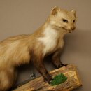 Marder Steinmarder Präparat Deko Höhe 40 cm Tierpräparat 89.5.252